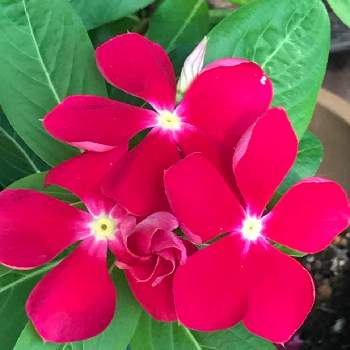 暑いのに元気な花の画像 by コアラさん | フェンスと紅色と元気もらえると涼を求めてと暑いのに元気な花と花のある暮らしと季節の恵みとかわいい花とすきな色