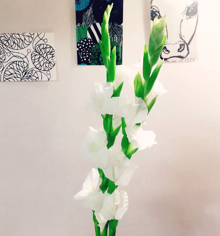 グラジオラスの投稿画像 By かおりさん グラジオラスの花と夏の花と白の花と花のある暮らしと切り花 19月8月17日 Greensnap グリーンスナップ
