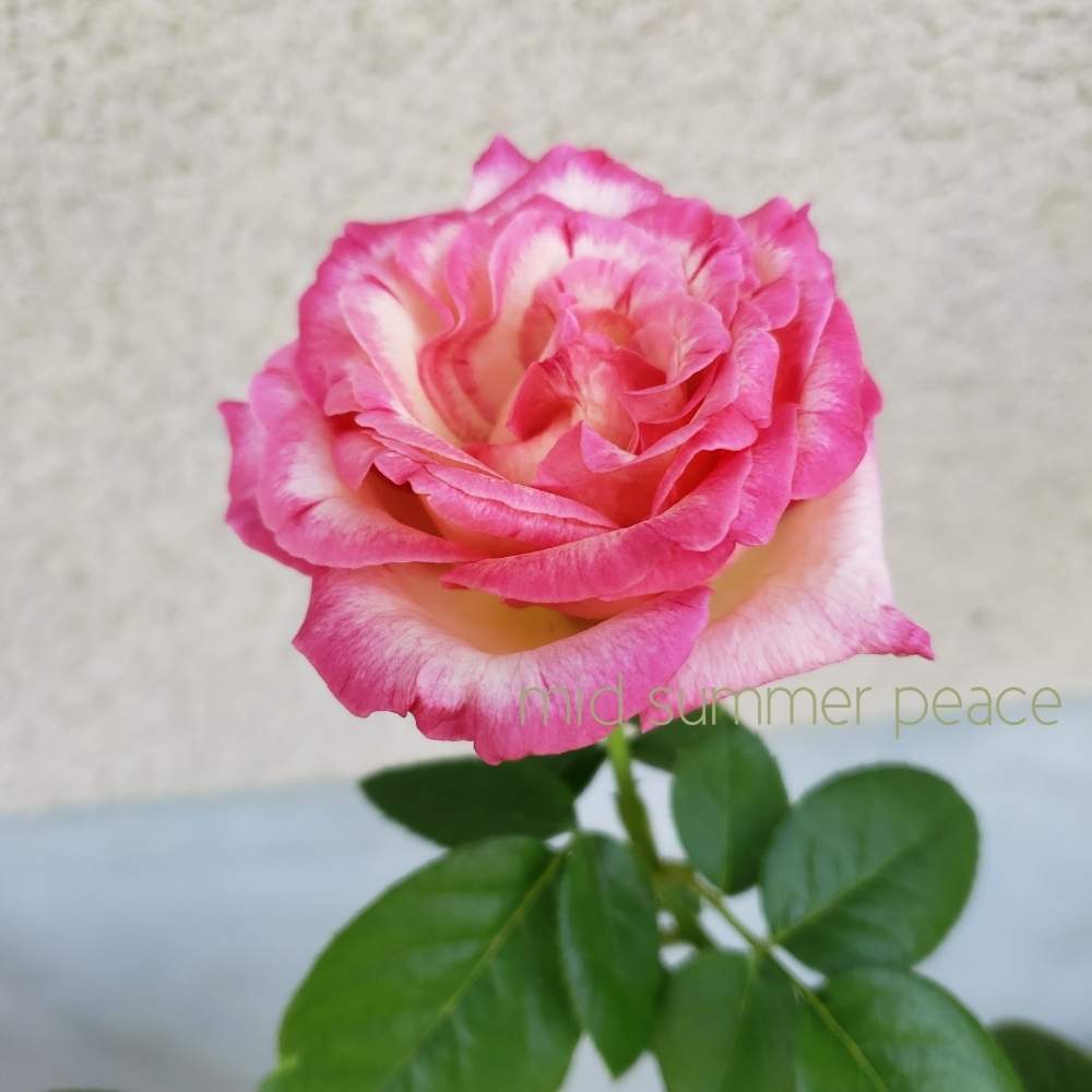 ピースの投稿画像 By Hanamizukiさん 夏のバラとばら バラ 薔薇と鉢植えと薔薇 と薔薇あど 19月8月 17日 Greensnap グリーンスナップ