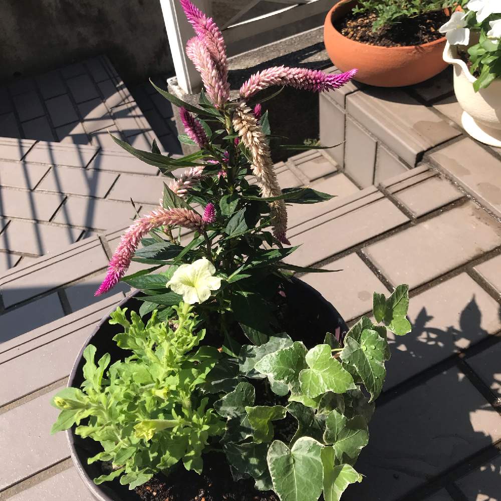 ペチュニアの投稿画像 By Kapimaruさん アイビーとセロシア アジアンガーデンと玄関と寄せ植えと夏の寄せ植えと花のある暮らしと淡い色合いと 寄せ植えと夏の寄せ植えと花のある暮らしと淡い色合い 19月8月17日 Greensnap グリーンスナップ Greensnap