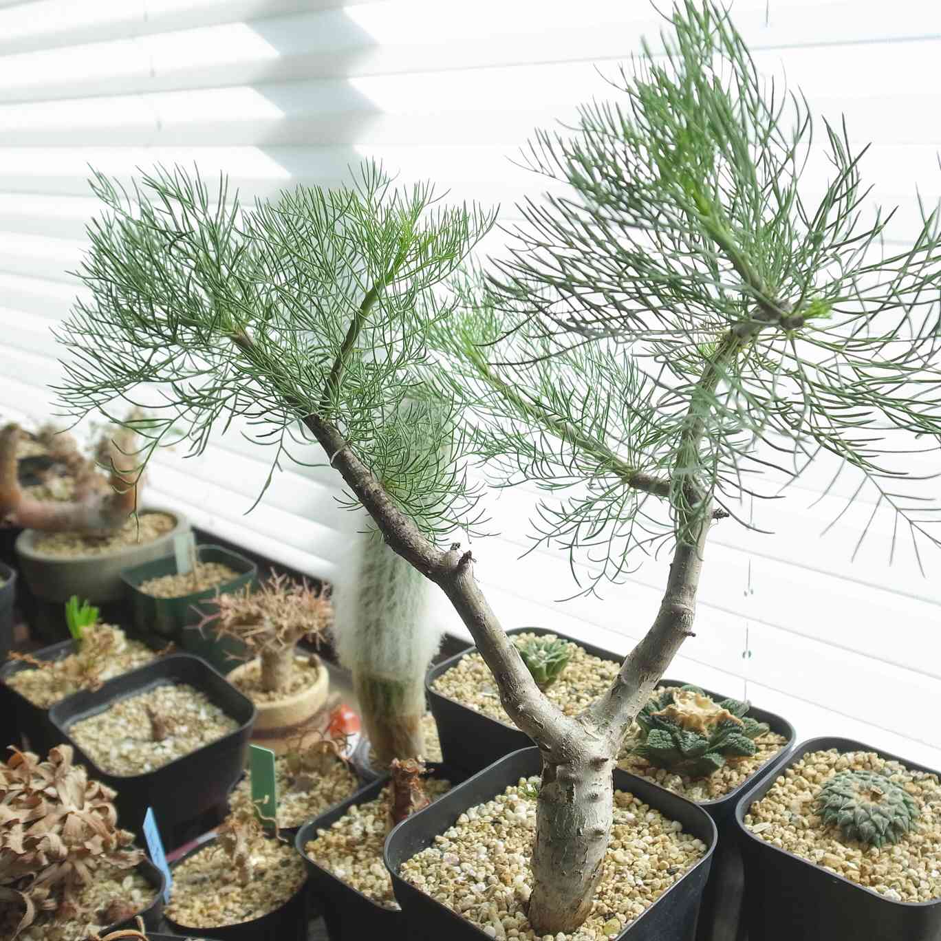 コミフォラ・クラウゼリアーナの一覧｜🍀GreenSnap（グリーンスナップ）