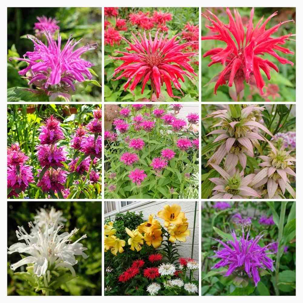 ベルガモットの投稿画像 By Kumakoさん ブライトパープルとブライトパープルとプンクタータとガーデンビュースカーレットとガーデンビュースカーレットとベルガモ と百合 サルタレロとプレーリーナイトとモナルダ ベルガモとモナルダ ディディマ プレーリーナイト と