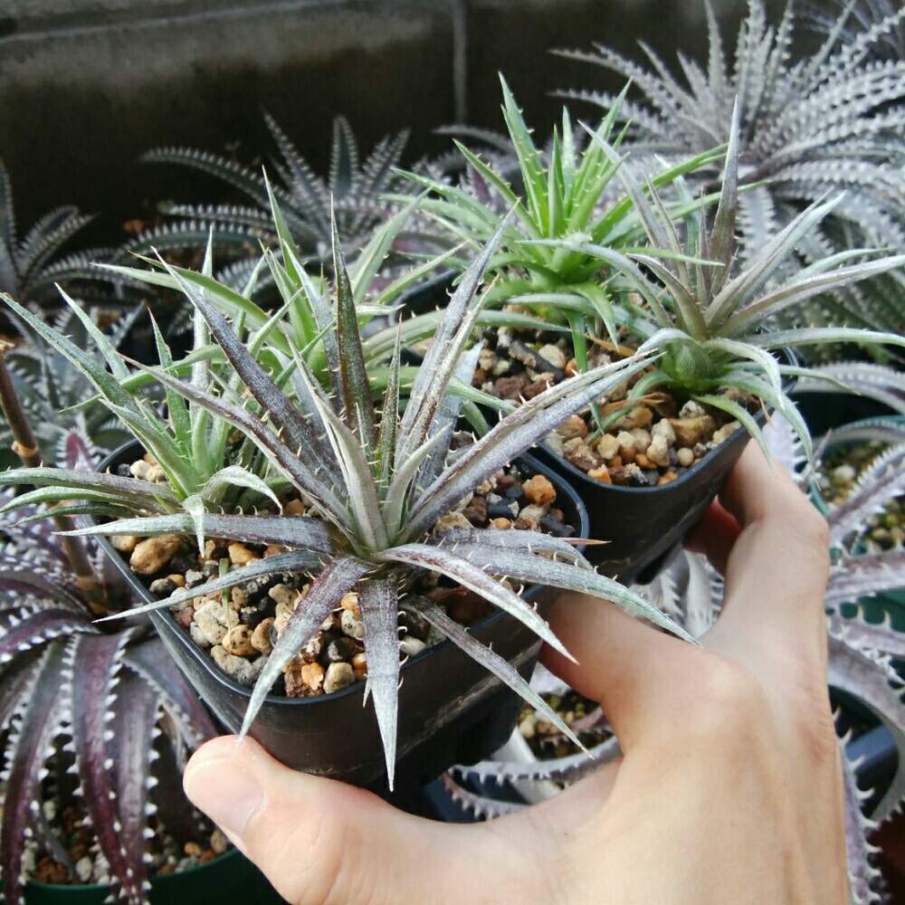 ディッキア．の投稿画像 by にんにんさん｜Dyckia choristaminea x  'Bloodbath'と小さな庭と多肉植物とみどりのある暮らしとトゲトゲと観葉植物とディッキアとディッキア属とブロメリアと植中毒と日光浴と実生とタニラーとトゲトゲのある暮らしと珍奇植物とGREEN  UP!と ...