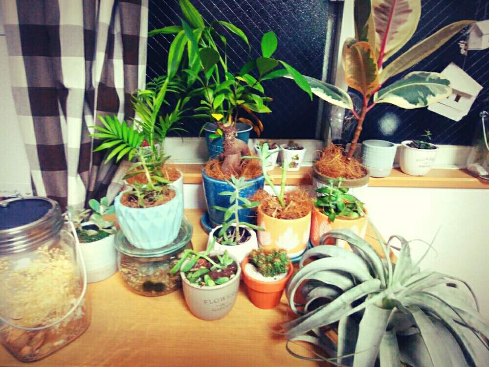 テーブルヤシの投稿画像 By ｔｏｋｕｔｏｋｕさん ガジュマルとチランジア キセログラフィカと多肉植物たちと観葉植物がある暮らしと植物と暮らすと観葉植物 と植物とインテリアと一人暮らしインテリアと多肉植物のある暮らしと多肉女子とキセログラフィカとエアプランツ