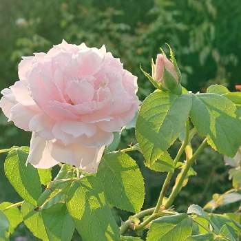 ザウェッジウッドローズ バラの画像 by レイニーブルーさん | 小さな庭とHTCとキュンキュン乙女倶楽部とばら バラ 薔薇ともんもんチャン♡見守り隊と薔薇愛同盟と負けるなもんもんチャンと2019春バラ RainyBlueGardenと癒されるとザウェッジウッドローズ バラと花のある暮らしと薔薇♪とロザリアンと薔薇大好きとばらに魅せられて