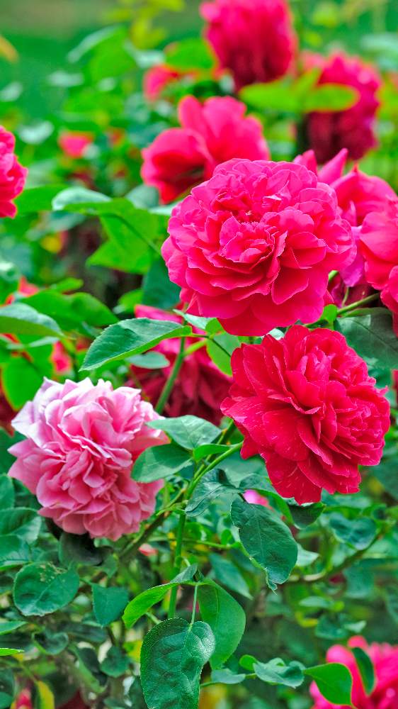 バラ L D ブレスウェイトゥ L D Braithwaiteの投稿画像 By ピッチさん バラ図鑑とフジノンレンズxf 80mm R2 4 Macroと花フェスタ記念公園とばら 薔薇 バラとバラ ミニバラと 今日の綺麗なバラ 19月8月17日 Greensnap グリーンスナップ