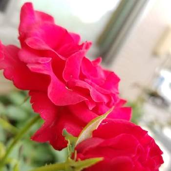 薔薇の初心者の画像 by takiさん | 小さな庭と花の香りとバラの香りと可愛いお花と薔薇の初心者と花のある暮らしと花が好き