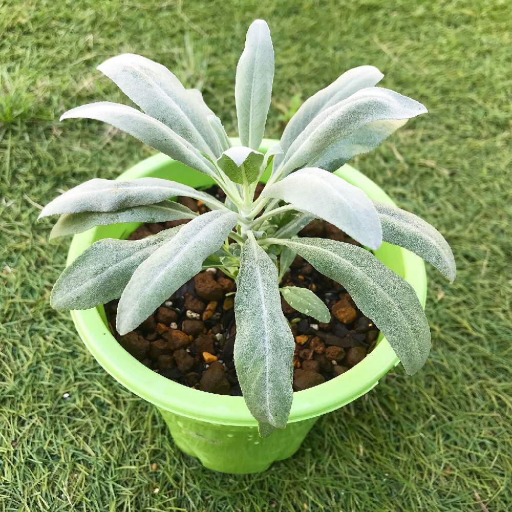 セージの投稿画像 By Ivyさん ホワイトセージ 19月8月17日 Greensnap グリーンスナップ