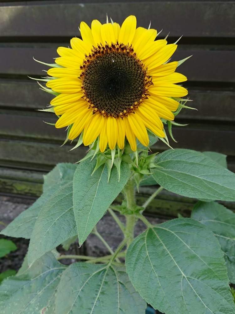 すべての美しい花の画像 綺麗なミニ ひまわり 花 言葉