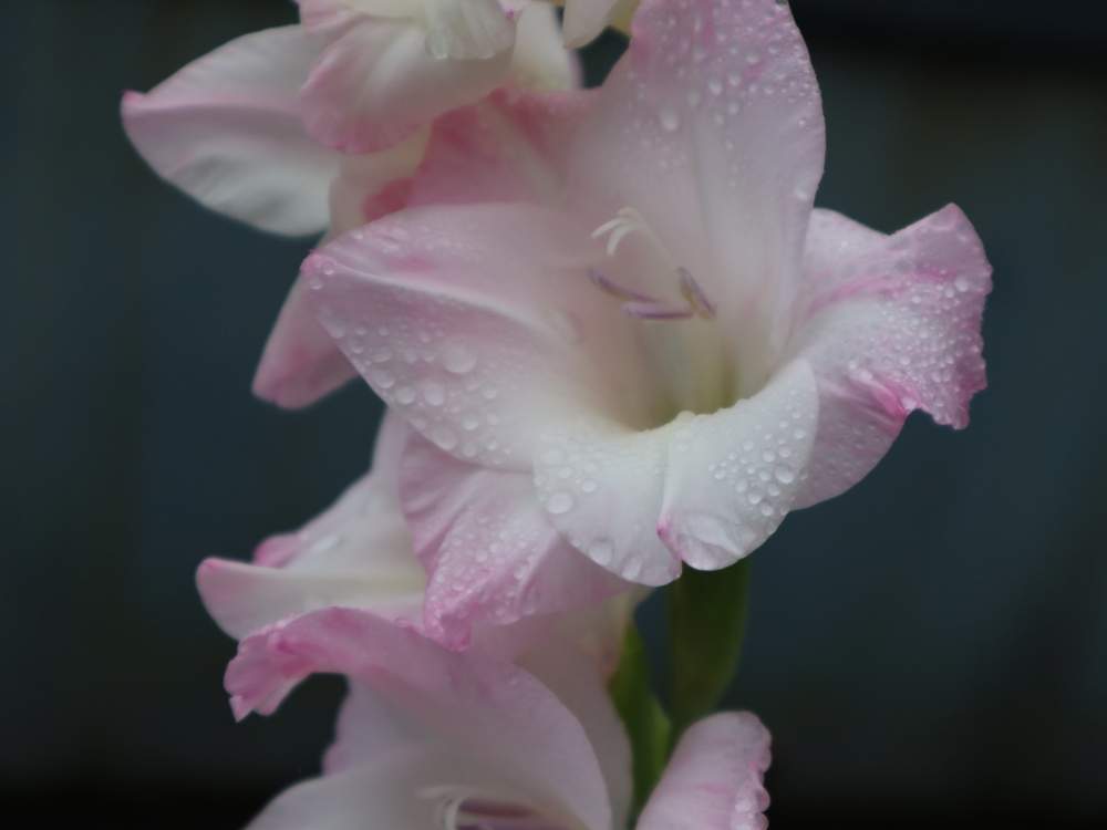 グラジオラスの投稿画像 By じゃすみん ﾟさん バルコニー ベランダともんもんチャン 見守り隊と負けるなもんもんチャンと台風一過と私の癒しと一眼レフ初心者とたにおたくらぶno 19 と青森県 とミラーレス一眼と 花のある暮らしとたにおたくらぶと北国の