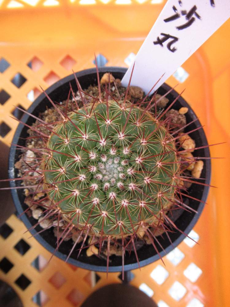 銀沙丸の投稿画像 By てらゆうさん 可愛いサボテンとサボテン とトゲトゲくんとサボテン初心者とサボテンのある暮らし 19月8月18日 Greensnap グリーンスナップ