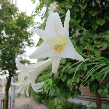 ユリ☆の画像 by BLANKAさん | お出かけ先とシンテッポウユリと白い花と花のある暮らしとお散歩道とユリ☆