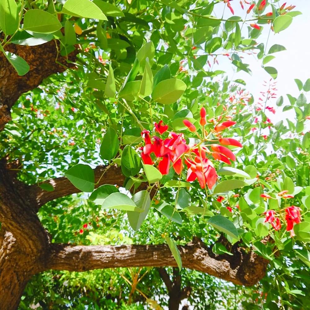 なんばパークス 空中庭園 Greensnap グリーンスナップ