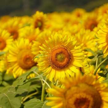 益子ひまわり祭りの投稿画像一覧 Greensnap グリーンスナップ