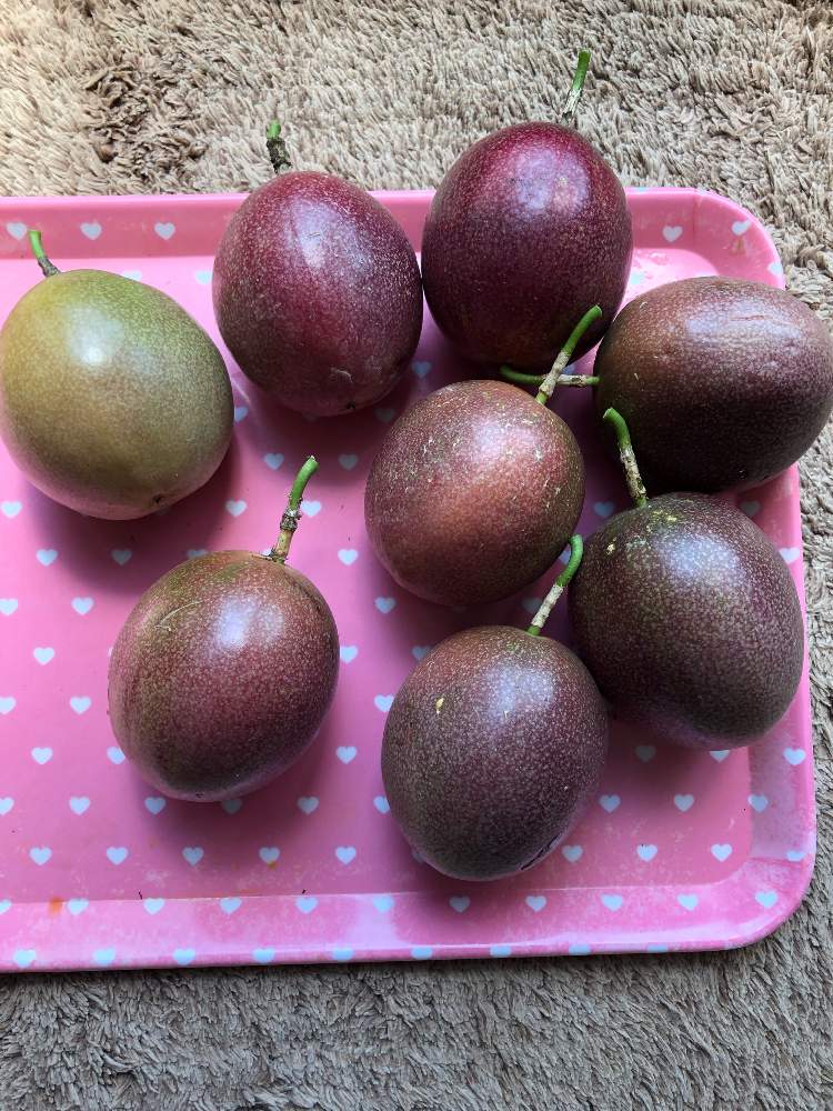 パッションフルーツ今日の収穫です Greensnap グリーンスナップ