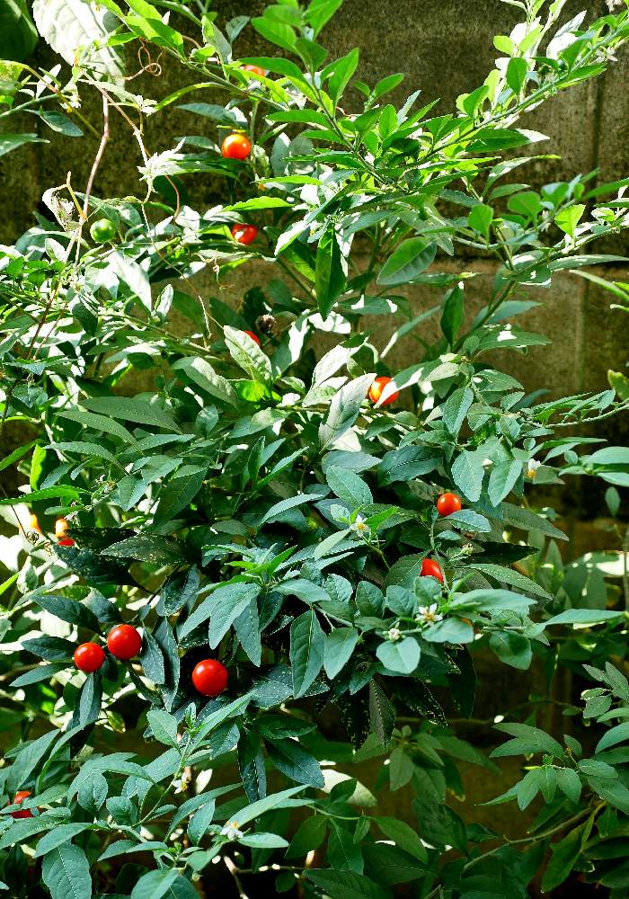 タマサンゴの投稿画像 By ホイミさん タマサンゴ とフユサンゴの実と鳥さんの贈り物と小さな庭と野鳥さんから贈り物とタマサンゴ とフユサンゴの実と鳥さんの贈り物と野鳥さんから贈り物 19月8月18日 Greensnap グリーンスナップ Greensnap グリーン