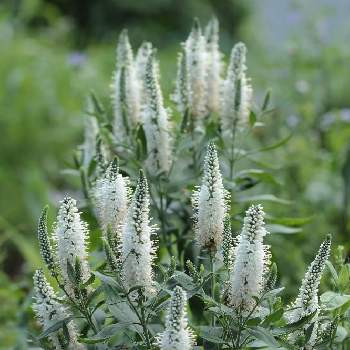 ベロニカ ハミングバード ホワイトの投稿画像一覧 Greensnap グリーンスナップ