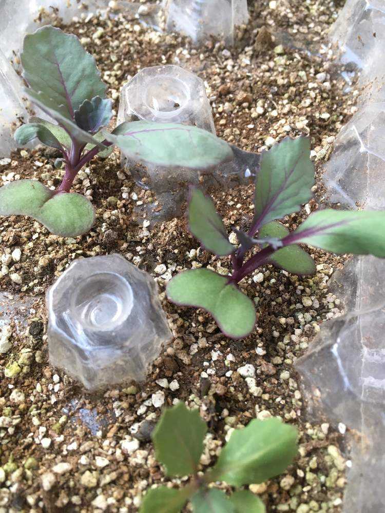 葉牡丹 成長記録 Greensnap グリーンスナップ