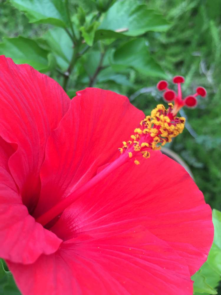 ハイビスカスの投稿画像 By みどり さん わたしはあなたを信じますと新しい恋と勇気ある行動と赤い花と花のある暮らしと繊細な美とやばい と花色が鮮やか 19月8月18日 Greensnap グリーンスナップ