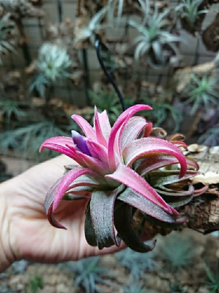 チランジアの投稿画像 By モッティさん イオナンタバンハイニンギージャンボとエアプランツ チランジアと植物のある暮らしとイオナンタ万歳同盟 ﾟ ﾟ 人 ﾟ ﾟ と珍奇植物とイオナンタ軍団と温室暮らしとエアプランツとエアープランツ チランジア 19月8月18日