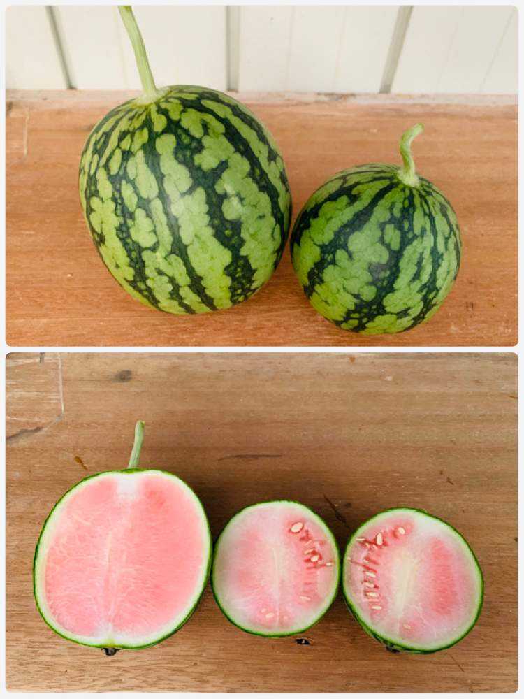 初めての小玉スイカ成長記録 完結編 Greensnap グリーンスナップ