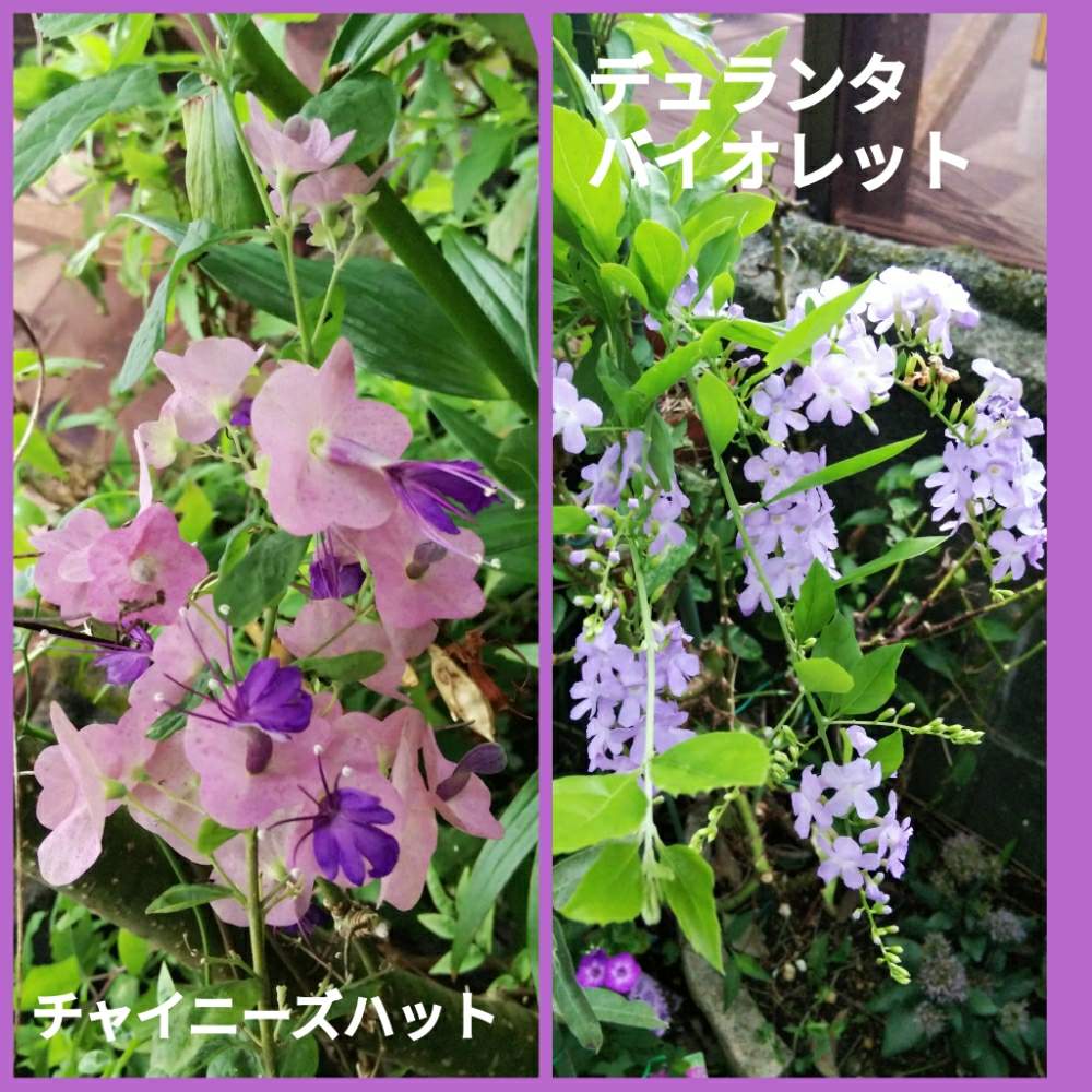 表の花壇の投稿画像 By メリーさん デュランタ と鉢植えと小さい花壇と花のある暮らしと狭い花壇と玄関先と地植え 19月8月19日 Greensnap グリーンスナップ