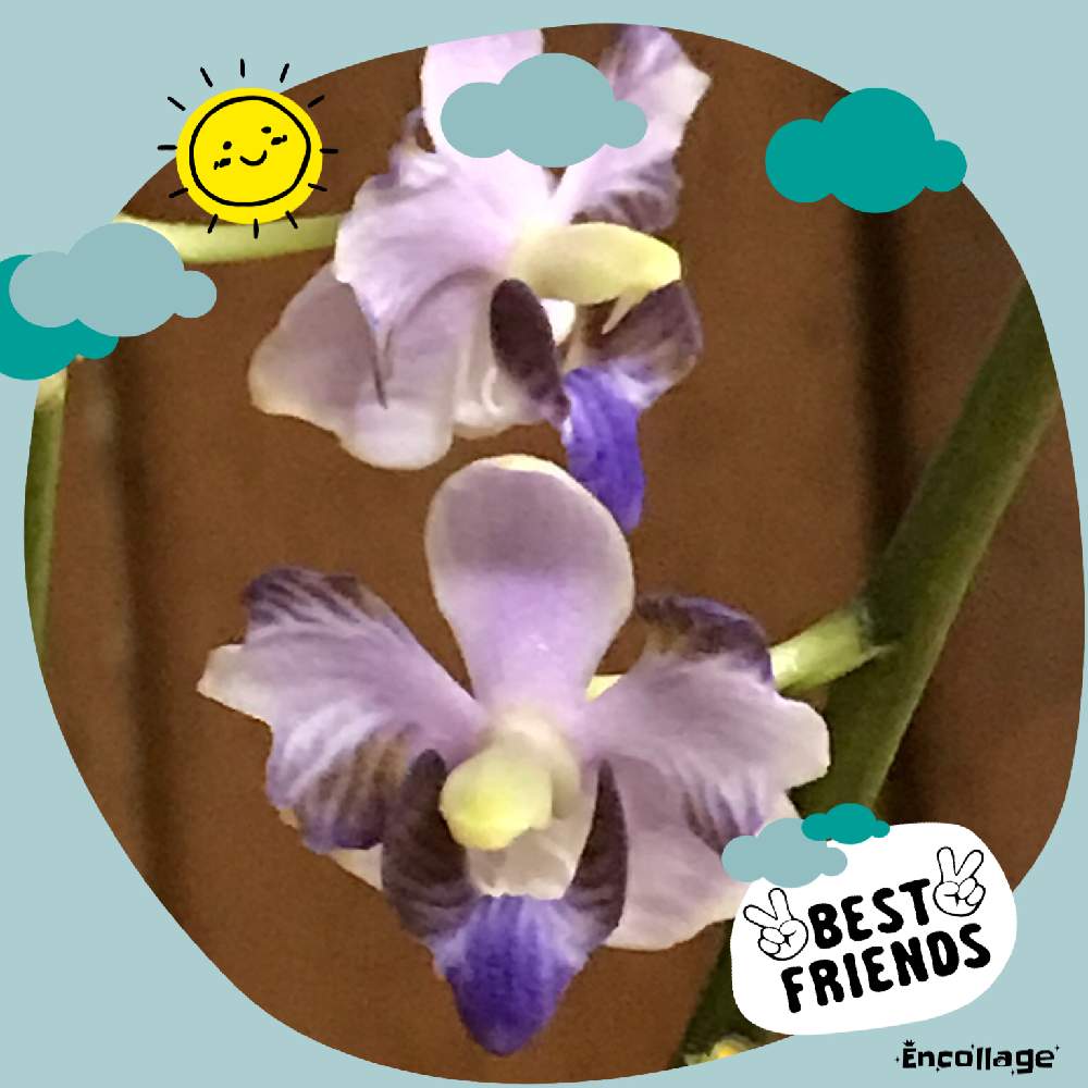 胡蝶蘭原種 プリチェリマ セルレアの投稿画像 By まるぞう さん One For All All For Oneとかわいい お花 とまるぞう の図鑑とバラと夢clubと癒し と花のある暮らしといいね コメントいつもありがとうございます と植物は友だちとベランダー