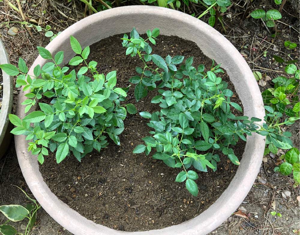 ミニバラの投稿画像 By Heathさん プランターと黄色い花とバラ科と赤い花と成長記録と良い香り 19月8月19日 Greensnap グリーンスナップ