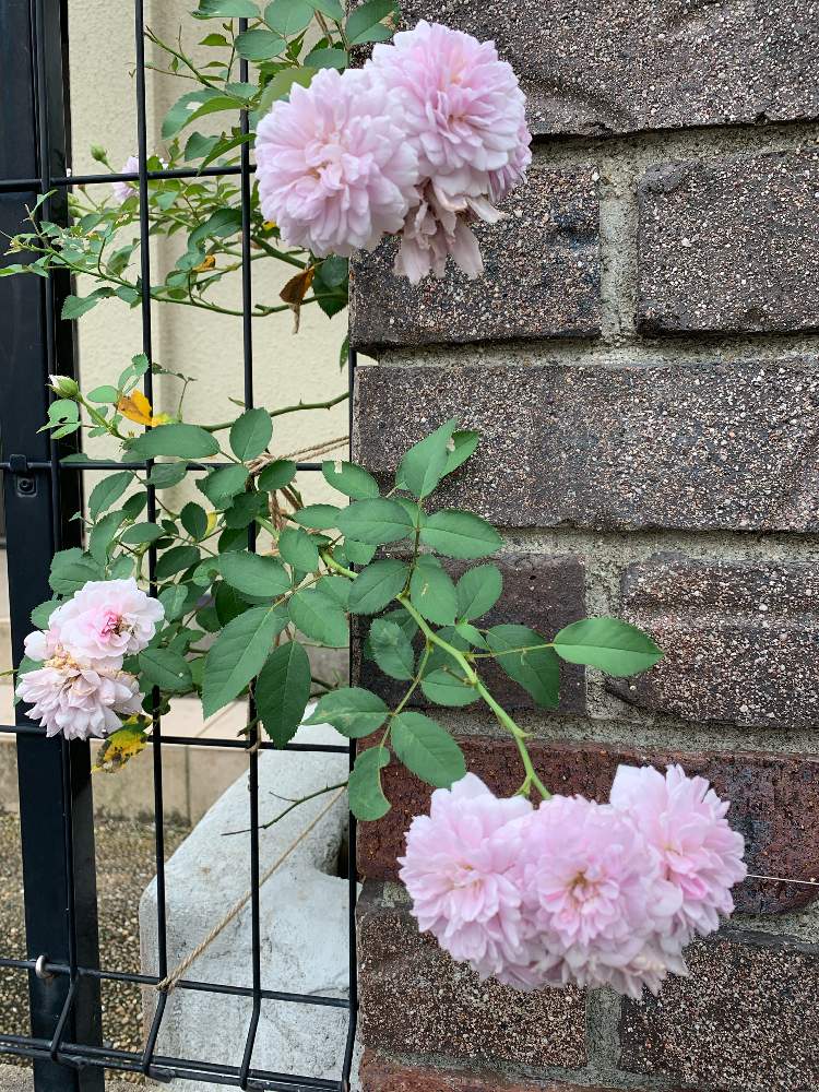 Youtubeの投稿画像 By 自然農法バラ栽培 Natural Farming Rose Cultivationさん 夏のバラと薔薇 愛同盟とrosarianと薔薇レイニーブルーとバラの夏のお手入れとバラと夢clubとキュンキュン と花のある暮らしとロザリアンとバラの夏剪定と夏バテ注意 19月8月19日