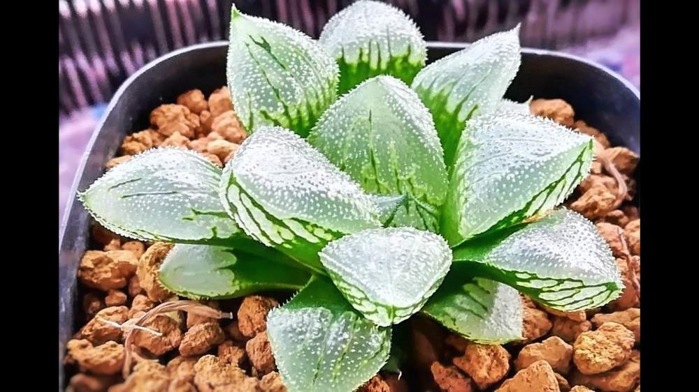 ハオルチア・ソウルクラウン｜🍀GreenSnap（グリーンスナップ）