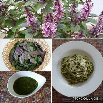 紫バジルの投稿画像一覧 Greensnap グリーンスナップ