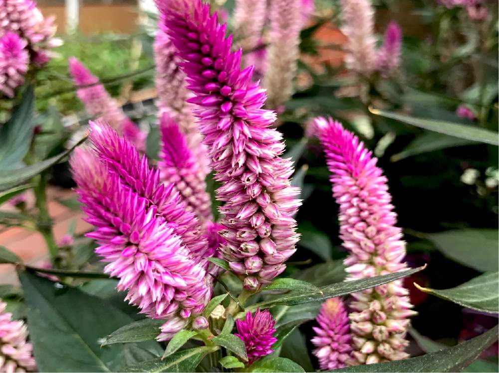 セロシア ノゲイトウ の投稿画像 By ぽんさん セロシア アジアンガーデン 19月8月19日 Greensnap グリーンスナップ Greensnap グリーンスナップ