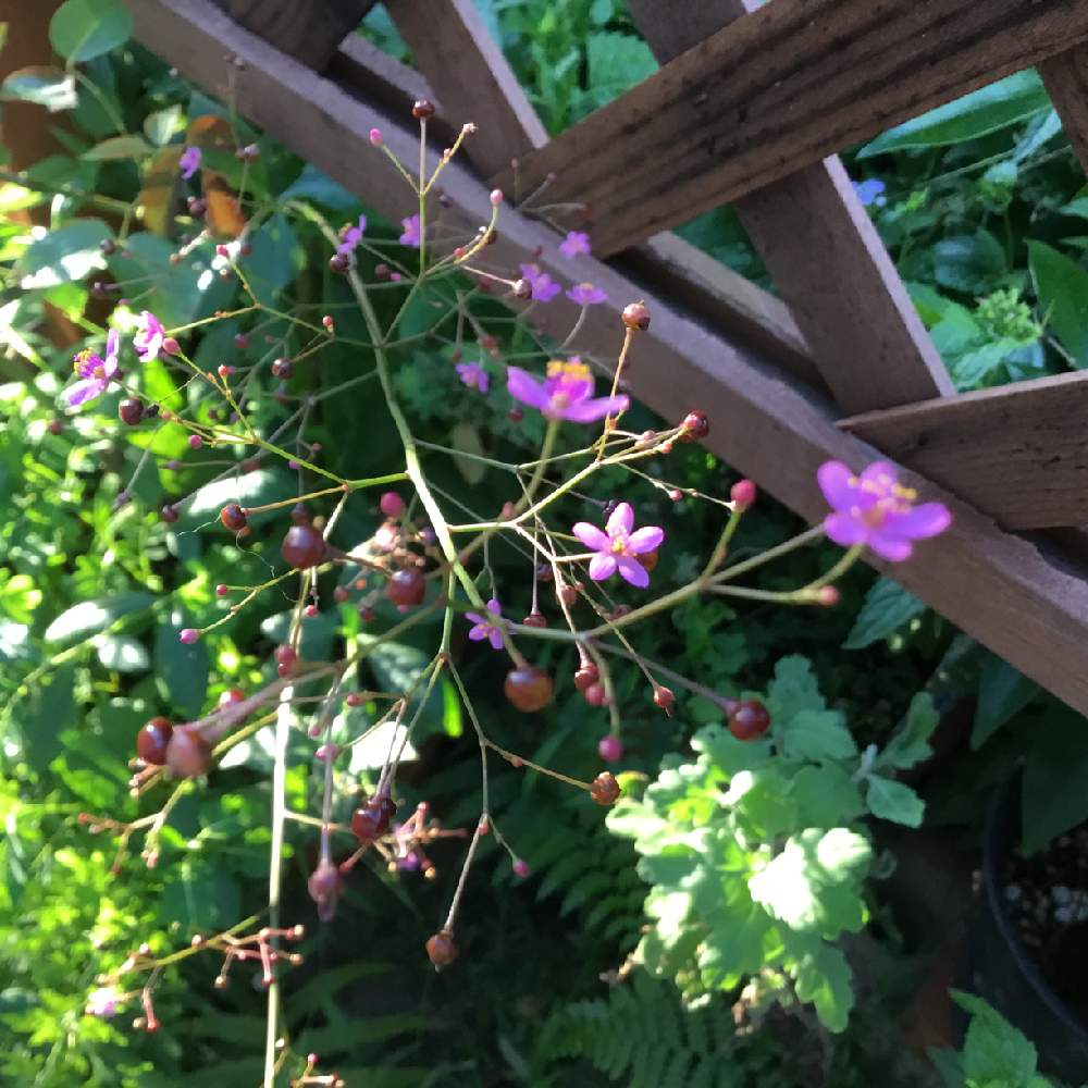 ハゼランの投稿画像 By ちょこさん ピンクの花と花のある暮らしとかわいい花と小さい花 19月8月19日 Greensnap グリーンスナップ