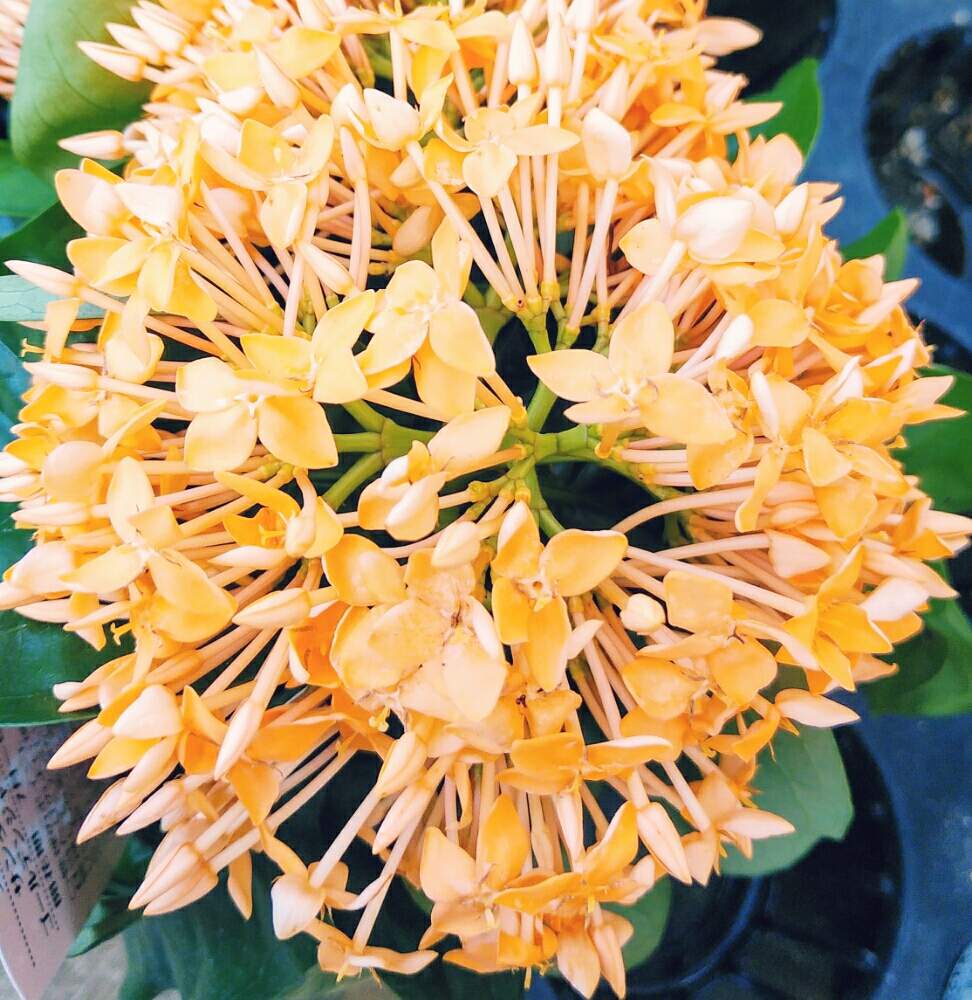 サンタンカの投稿画像 By ゆめ さん 黄色 オレンジ ビタミンカラーと名前のわからない花と癒されますとホームセンターと花のある暮らしとかわいい花 19月8月19日 Greensnap グリーンスナップ