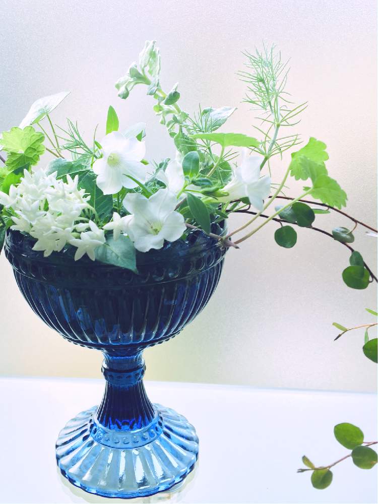 ペンタスの投稿画像 By サナ さん ワイヤープランツとヘリクリサム ペティオラレとサフィニアサマーとアイビーとグレコマとロータス コットンキャンディとフラワーアレンジメントと植物のある暮らしと花のある暮らしと白い花と植物に癒されて 19月8月19日