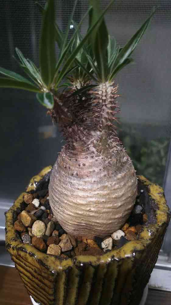 グラキリス 水をあげて7時間経過｜🍀GreenSnap（グリーンスナップ）