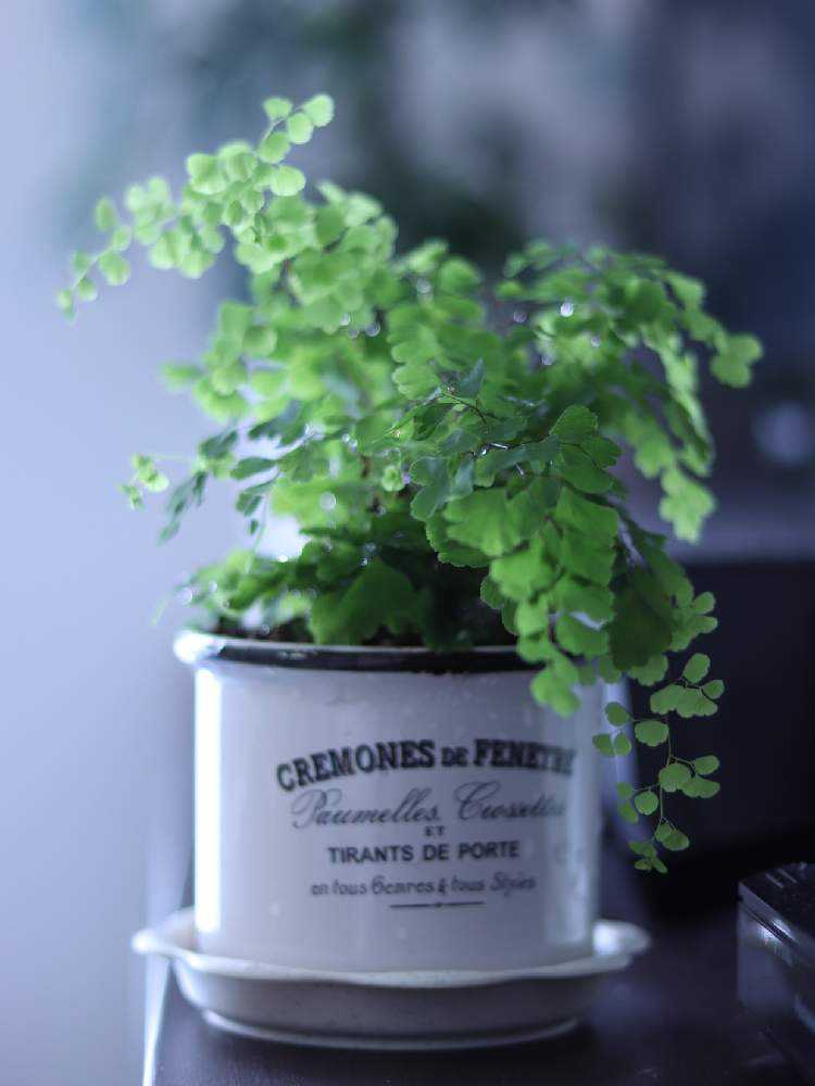 アジアンタム成長記 丸坊主からの復活 Greensnap グリーンスナップ