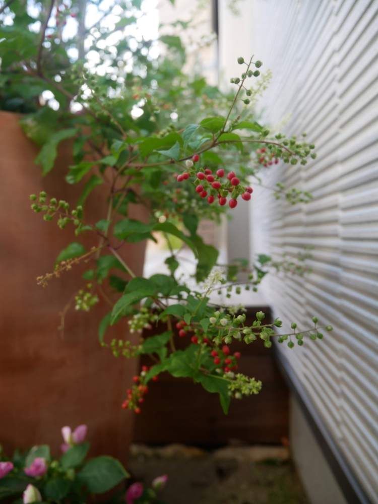 ジュズサンゴの投稿画像 By 花の首飾りさん 小さな庭と庭の花と寄せ植え と可愛い花とgs映えとこぼれ種と鉢植えと小さい花と花のある暮らしとかわいいと白い花と赤い実と赤い実が可愛いと庭の花と寄せ植えと可愛い花とgs映えとこぼれ種と鉢植えと小さい花と花のある暮らし