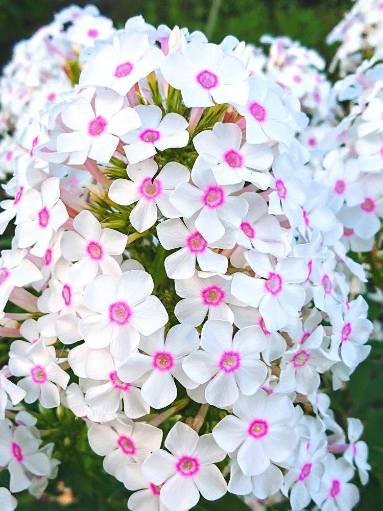 日常の風景の投稿画像 By ゆずさん 可愛い花とgs映えと綺麗といい香りと花のある暮らしと白い花と緑のある風景 19月8月日 Greensnap グリーンスナップ