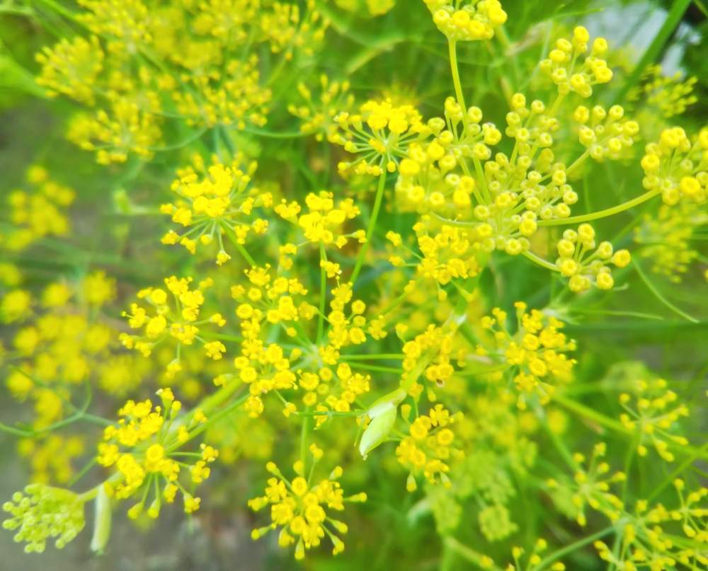 ディルの投稿画像 By ミニマさん 開花中と植物のある暮らしと母の庭からと花のある暮らしと薬用植物 19月8月日 Greensnap グリーンスナップ