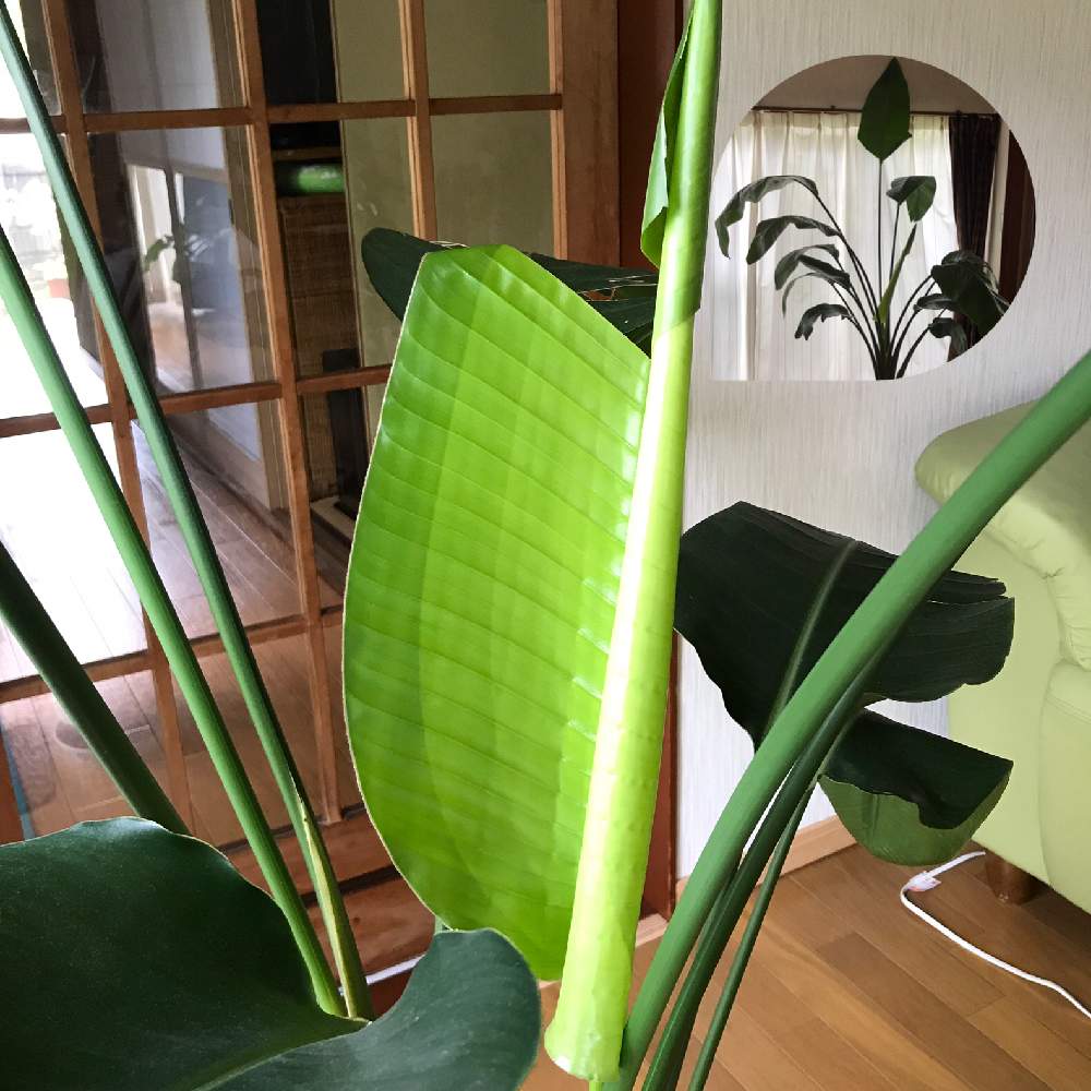 エレガントオーガスタ 花 すべての美しい花の画像