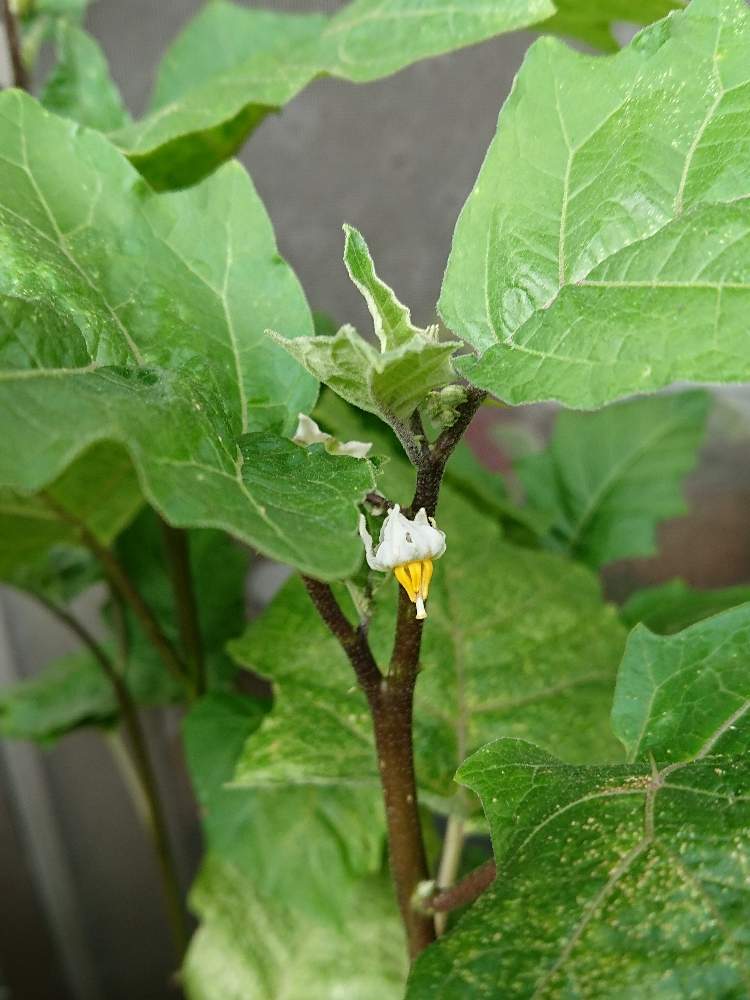 ソラナムパンプキンの投稿画像 By ろんさん バルコニー ベランダと花のある暮らしと植物大好きとバルコニストと動物大好きと花のある暮らしと植物大好きとバルコニストと動物大好き 19月8月日 Greensnap グリーンスナップ Greensnap グリーンスナップ ソラナムパンプキンの投稿画像 By ろんさん バルコニー ベランダと花のある暮らしと植物大好きとバルコニストと動物大好きと花のある暮らしと植物大好きとバルコニストと動物大好き 19月8月日 Greensnap グリーンスナップ Greensnap グリーンスナップ