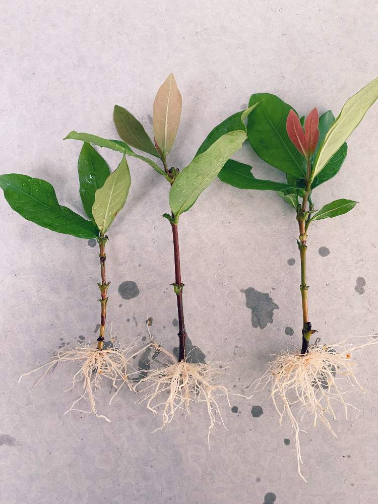 サンタンカの投稿画像 By ニワイチさん 挿し木と鉢上げ 19月8月日 Greensnap グリーンスナップ