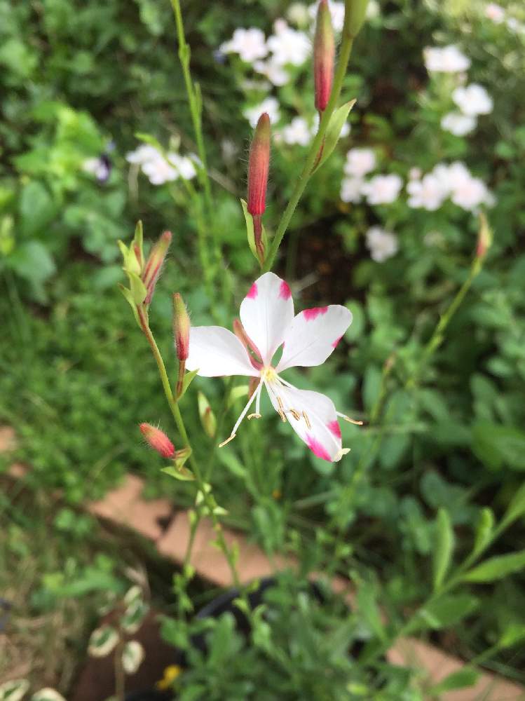 小さな庭の投稿画像 By ゆかぴさん 癒しと花壇とナチュラルガーデンと可愛いとガーデニングと花のある暮らしとガウラ と癒しと花壇とナチュラルガーデン と可愛いとガーデニングと花のある暮らしとガウラ 19月8月日 Greensnap グリーンスナップ