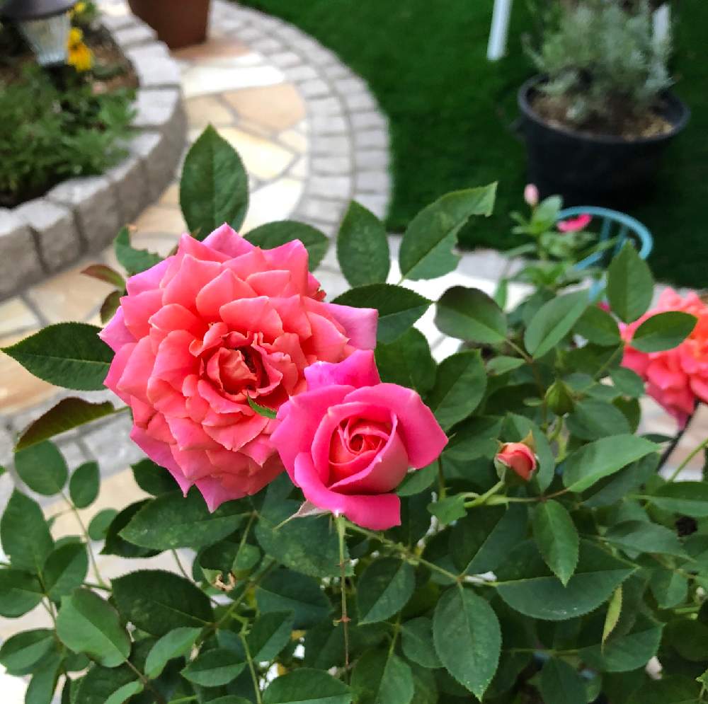 ばら バラ 薔薇の投稿画像 By ご機嫌ママさん グリーンのある暮らしとみどりみどりと薔薇 に魅せられてと夏のお花と季節のお花とガーデニングと花のある暮らしとバラの地植えとディズニーランド ローズと薔薇の花 19月8月日 Greensnap グリーンスナップ