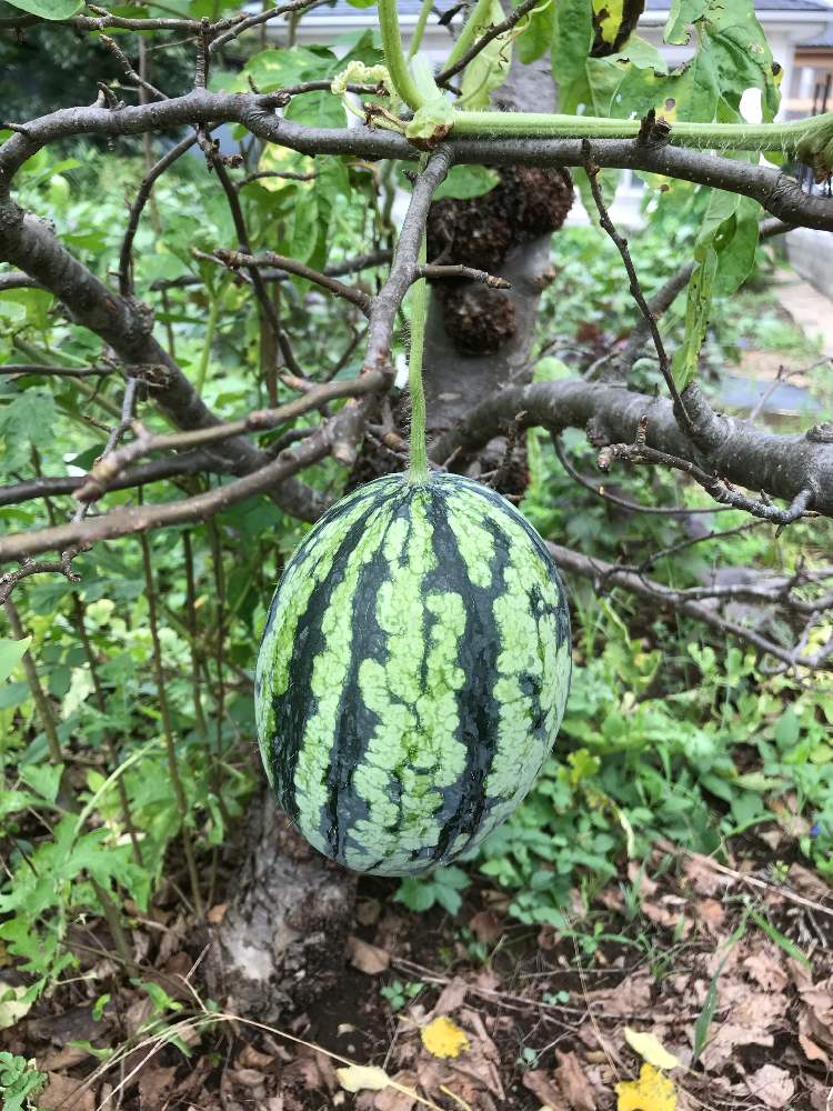 スイカの投稿画像 By ひめだかさん 地植えと散歩中と冷やして食べると野菜 果物 19月8月日 Greensnap グリーンスナップ