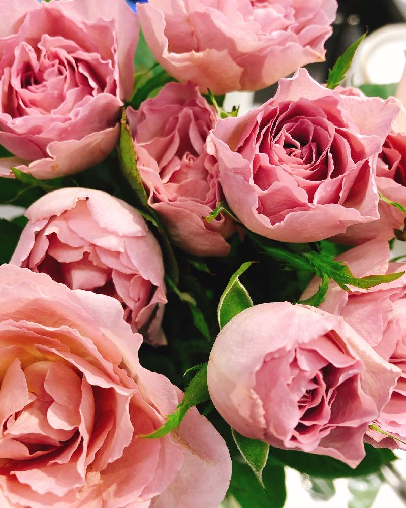 シュナーベルの投稿画像 By ぐうさん 花のある暮らしとおしゃれさんとお花は癒しとお花はやっぱり可愛い 19月8月日 Greensnap グリーンスナップ