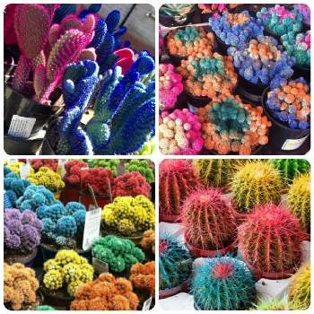 キラキラカラーサボテンの投稿画像一覧 Greensnap グリーンスナップ