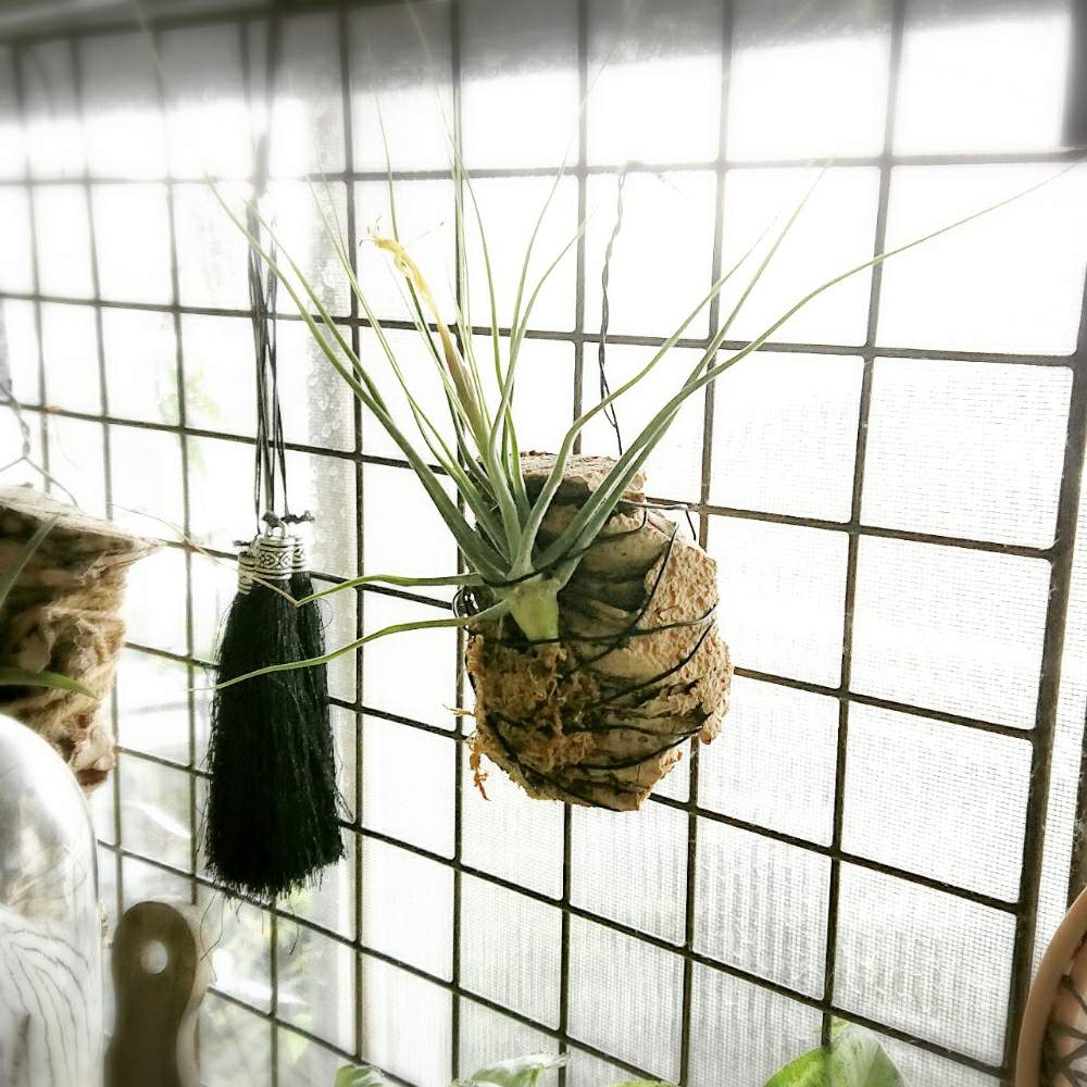 植物と暮らすの投稿画像 By Okameさん 植物のある暮らしとバージンコルクとコルク樹皮と100均エアープランツと植物とno Green No Lifeと植中毒とコルク着生とdiyとエアプランツと窓辺と100均とチランジアシーディアナと植物と暮らすと植物のある暮らしとバージンコルクと