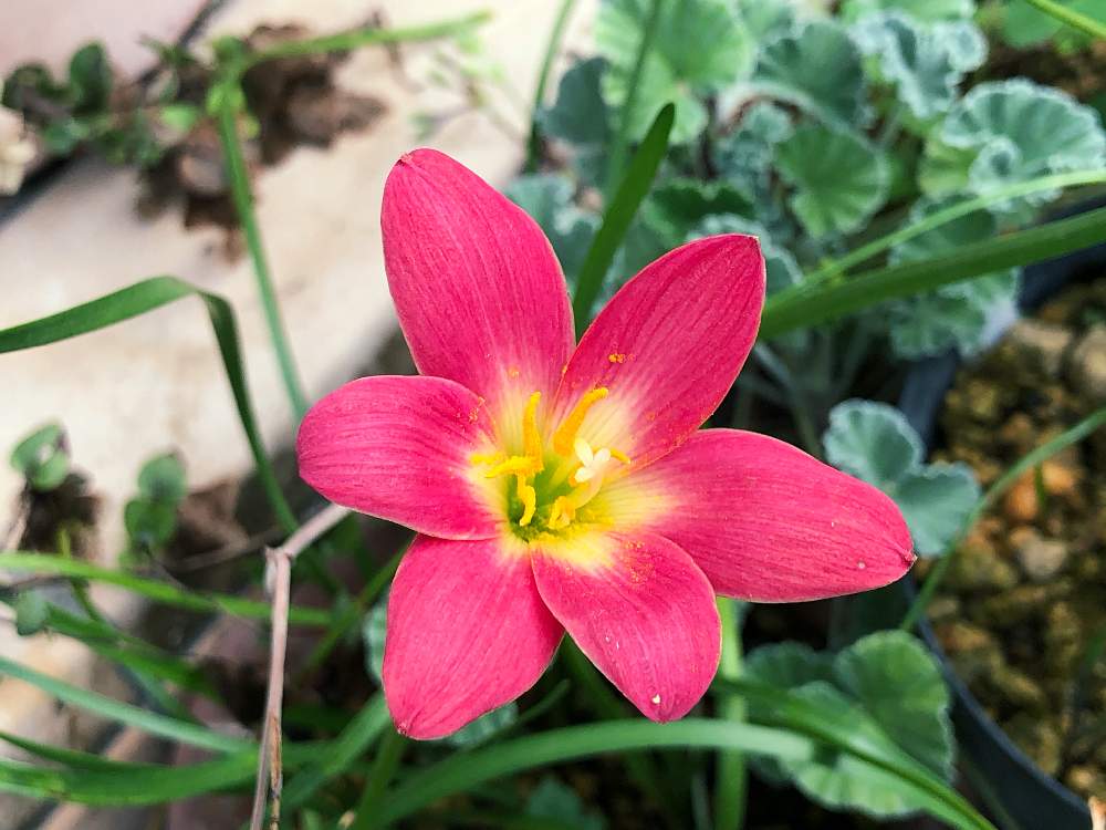 ゼフィランセス プライドオブシンガポールの投稿画像 By おとみさんさん ゼフィランセス属とゼフィランサス とタマスダレ属とヒガンバナ科と春植え球根とタマスダレ とタマズダレ属とゼフィランサスの花とレインリリー 19月8月21日 Greensnap グリーン